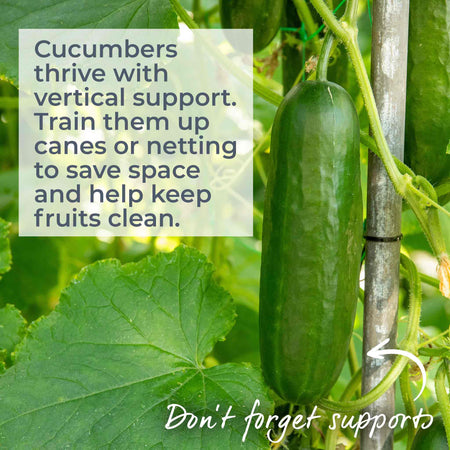 Cucumber 'Mini Muncher'
