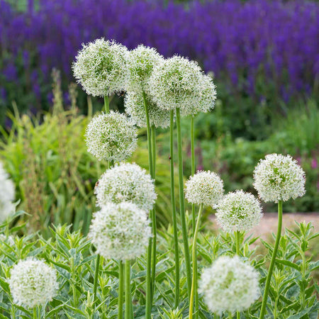 Allium 'Mount Everest'