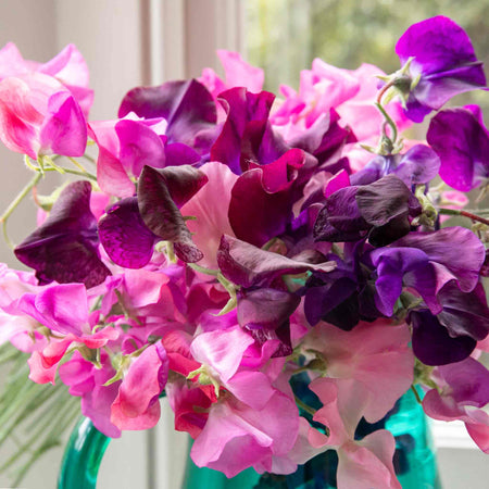 Sweet Pea Seeds 'Extra Fragrant' Collection
