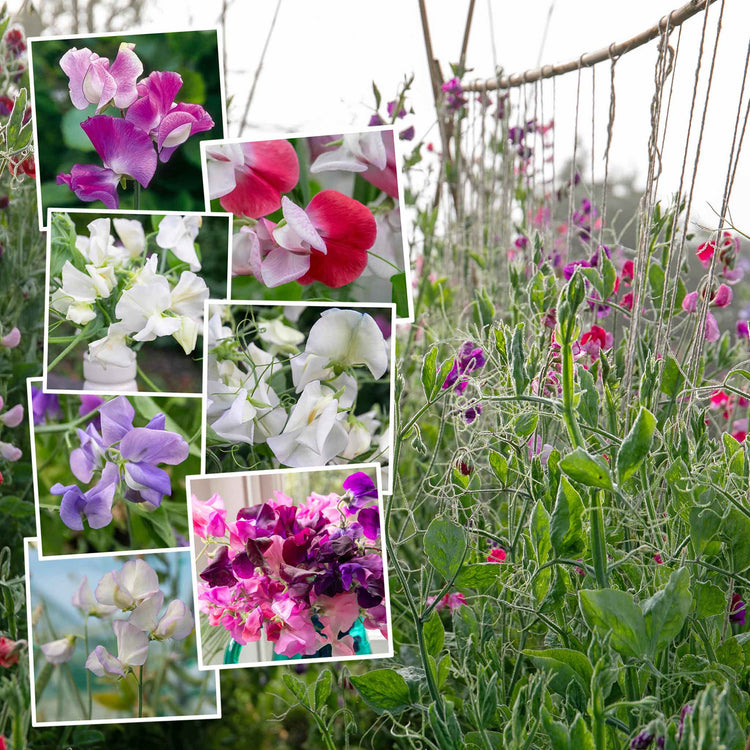 Sweet Pea Seeds 'Extra Fragrant' Collection