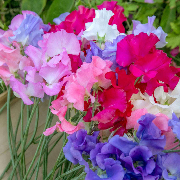 Sweet Pea 'Unwins Signature Blend'