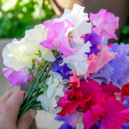 Sweet Pea 'Summerlong Mix'