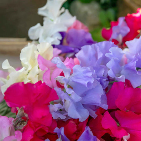 Sweet Pea 'Summerlong Mix'