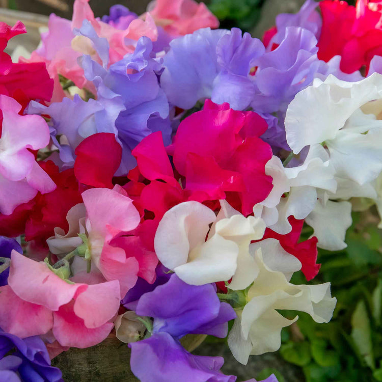 Sweet Pea 'Summerlong Mix'