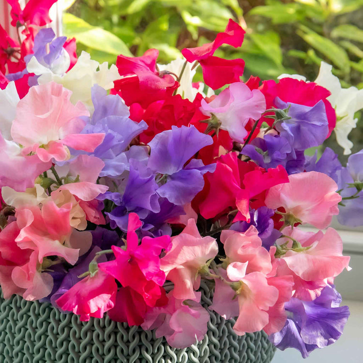 Sweet Pea Seeds 'Unwins Signature Blend'