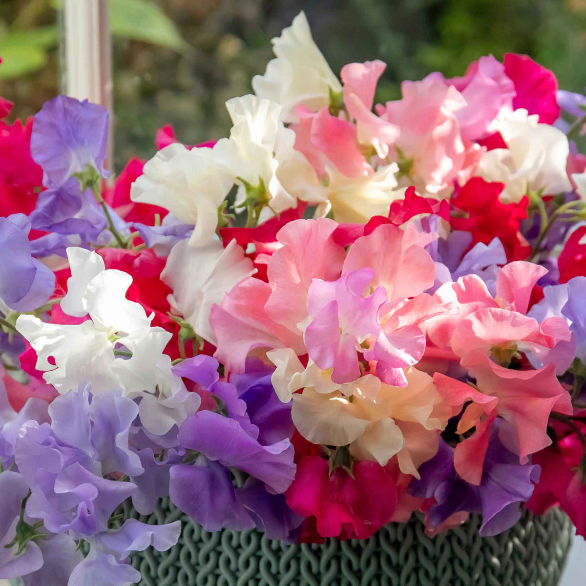 Sweet Pea 'Unwins Signature Blend' displaying fragrant, ruffled flowers in shades of pink, purple, lavender, white and red.