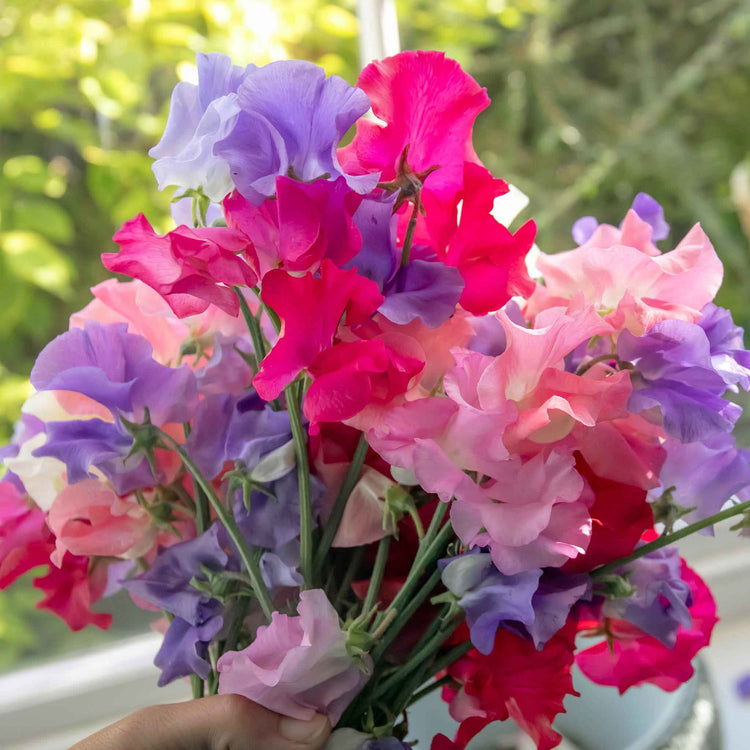 Sweet Pea Seeds 'Unwins Signature Blend'
