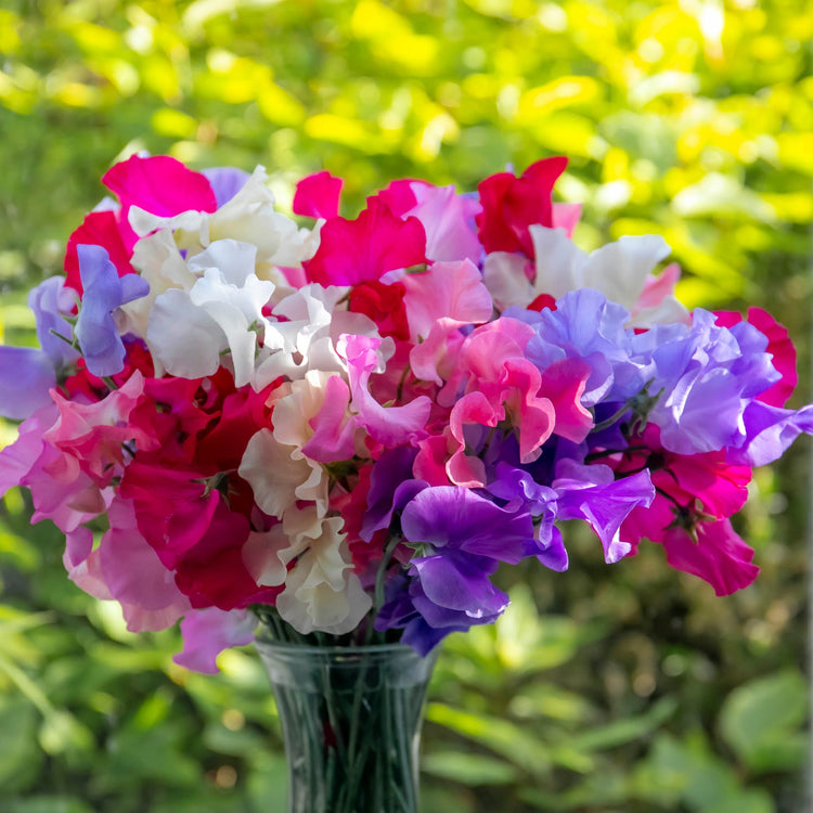 Sweet Pea Seeds 'Unwins Signature Blend'