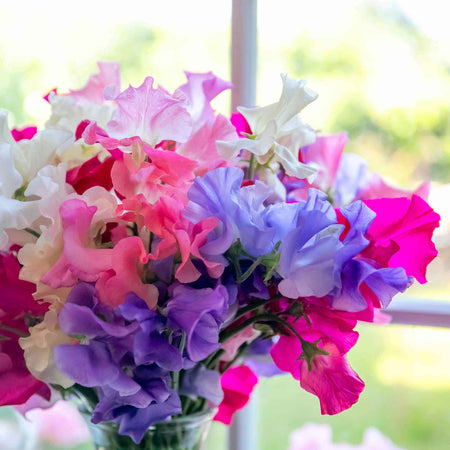 Sweet Pea Seeds 'Unwins Signature Blend'