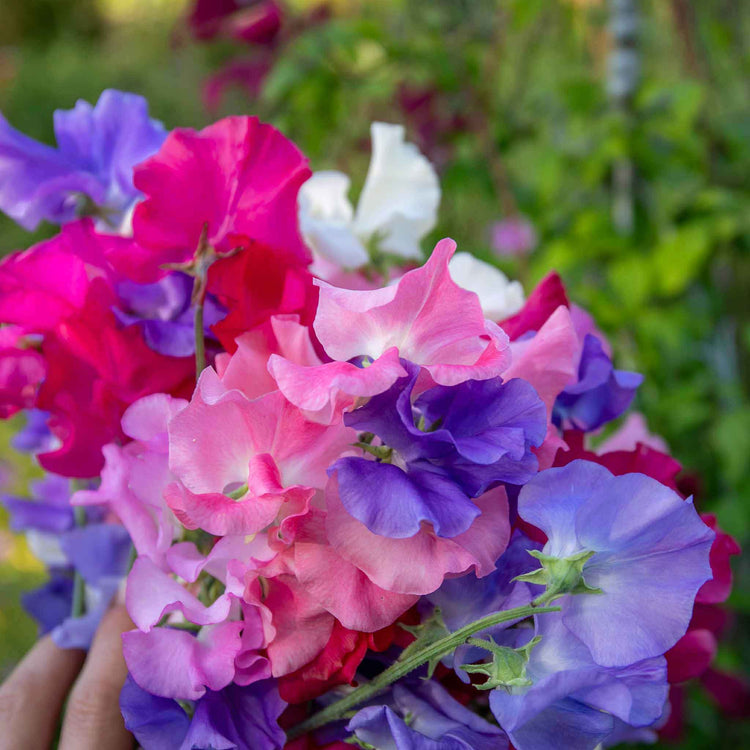 Sweet Pea Seeds 'Unwins Signature Blend'