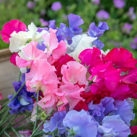 Sweet Pea 'Summerlong Mix'