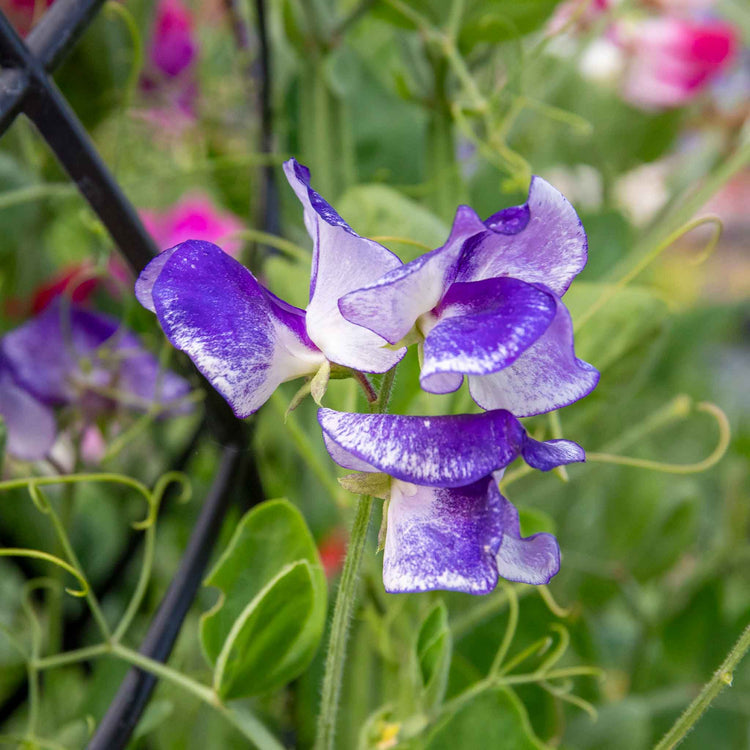 Sweet Pea 'Solway Mix'