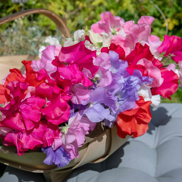 Sweet Pea 'Summerlong Mix'