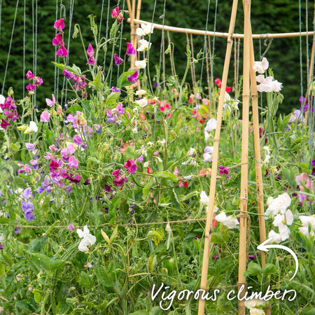 Sweet Pea 'Flower Arranger's Blend'