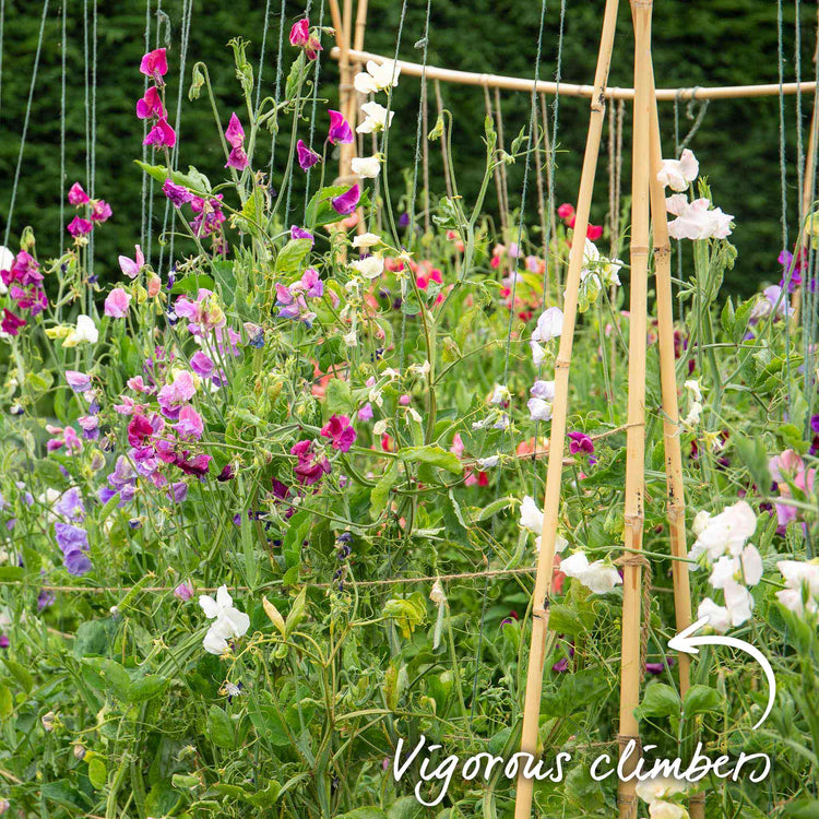 Sweet Pea 'Super Fragrant Collection'