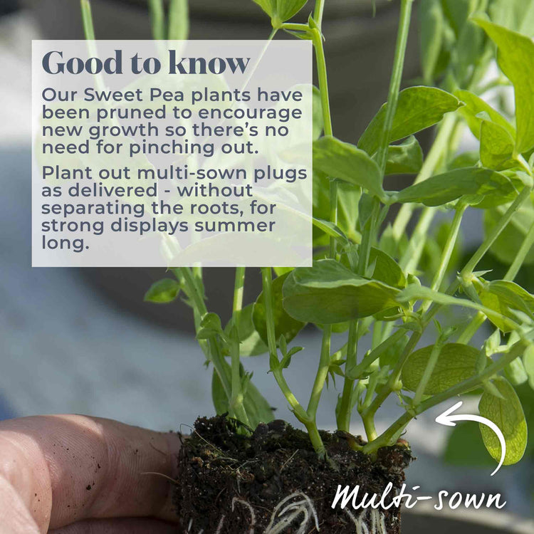 Sweet Pea 'Super Fragrant Collection'