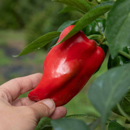 Pepper Seeds 'Sweet Red Skin'