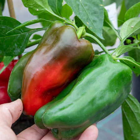 Pepper Seeds 'Sweet Red Skin'