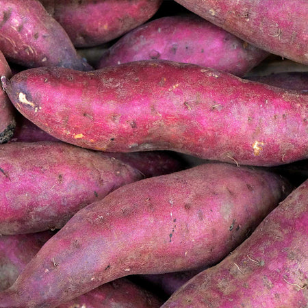 Sweet Potato 'Erato Violet'