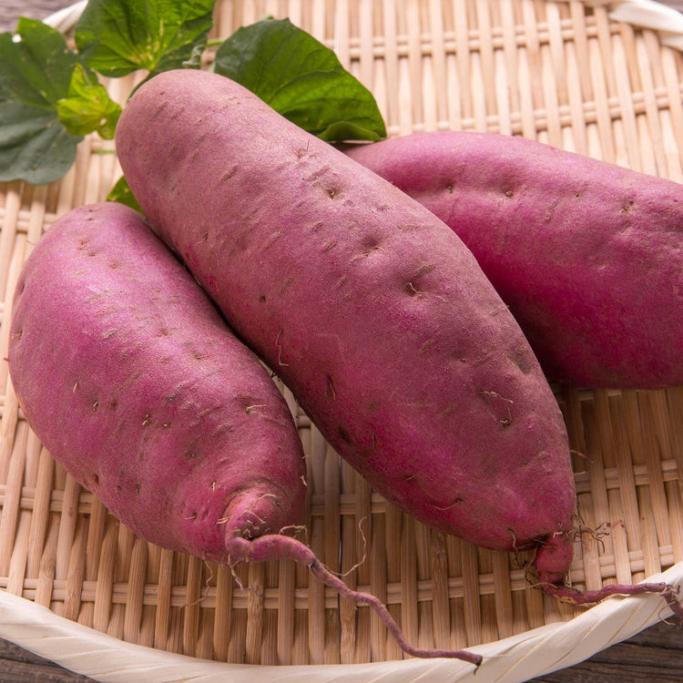 Sweet Potato 'Erato Violet'