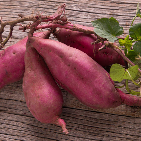 Sweet Potato 'Erato Violet'