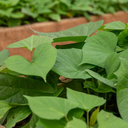 Rooted Sweet Potato 'Beauregard'