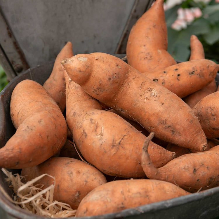Sweet Potato 'Orleans Orange'