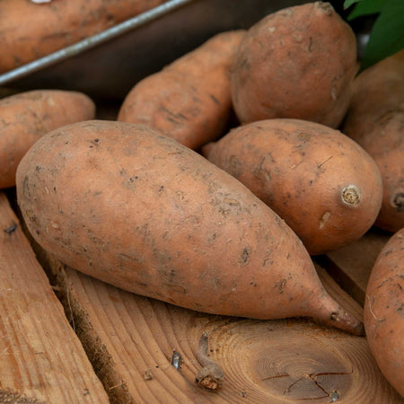 Rooted Sweet Potato 'Beauregard'