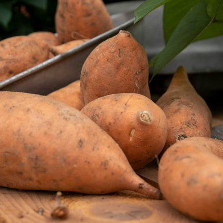 Sweet Potato 'Evangeline'