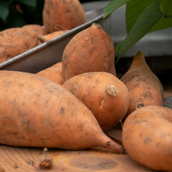 Sweet Potato 'Erato® Vineland Early Orange