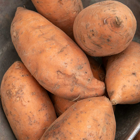 Sweet Potato 'Beauregard'