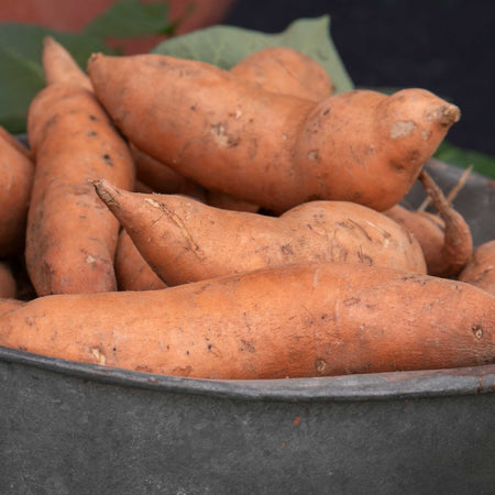 Rooted Sweet Potato 'Beauregard'