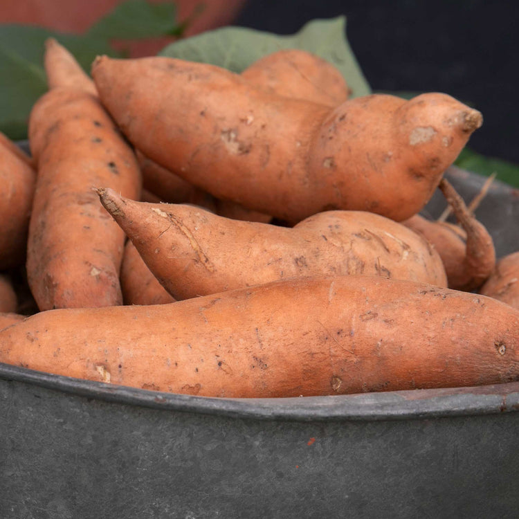 Rooted Sweet Potato 'Beauregard'