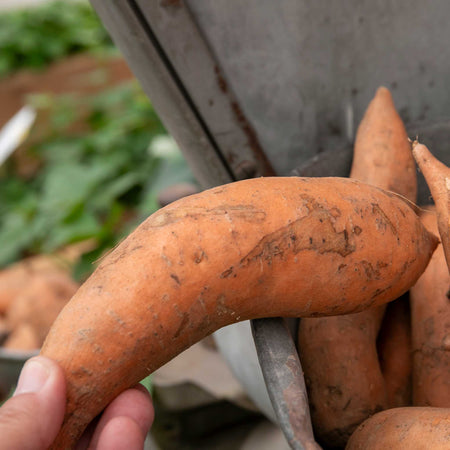 Sweet Potato 'Evangeline'