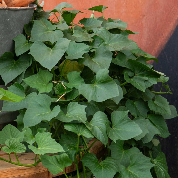 Sweet Potato 'Erato® Vineland Early Orange
