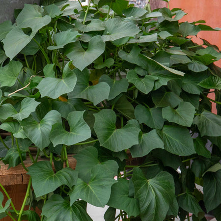 Sweet Potato 'Evangeline'