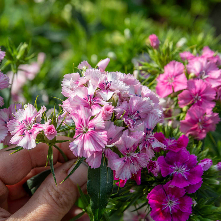 Sweet William 'Heritage Mix'
