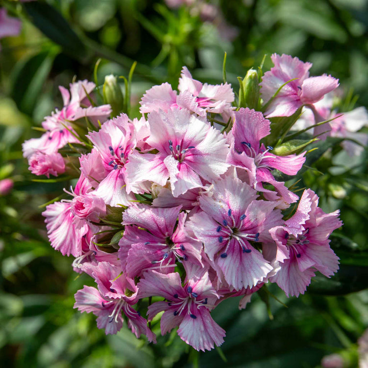 Sweet William 'Heritage Mix'