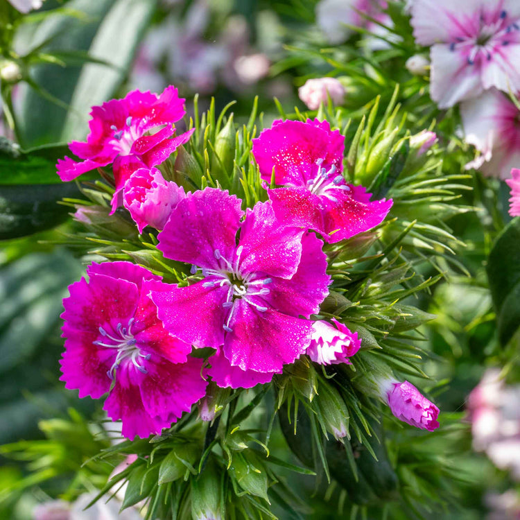 Sweet William 'Heritage Mix'