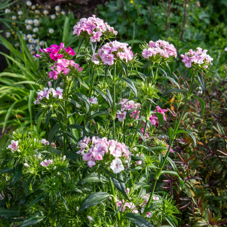Sweet William 'Heritage Mix'