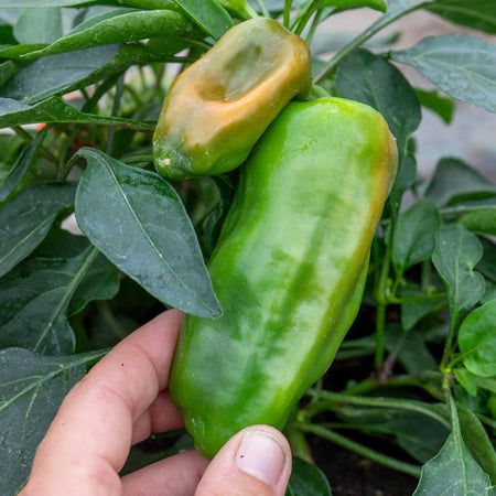Sweet Pepper 'Peppers from Heaven Orange'