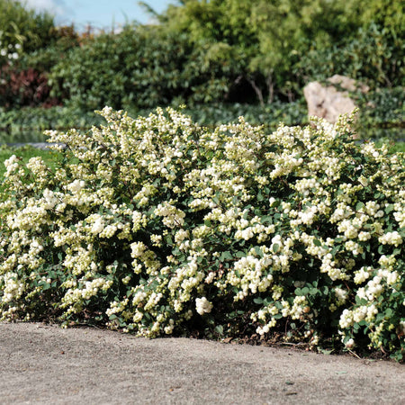 Snowberry 'Magical Galaxy'