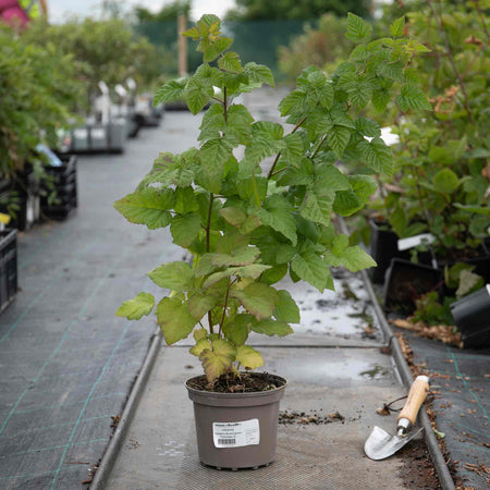 Thornless Raspberry 'Tayberry Buckingham'