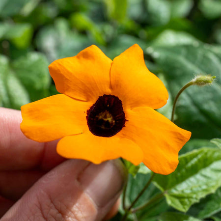 Thunbergia Collection