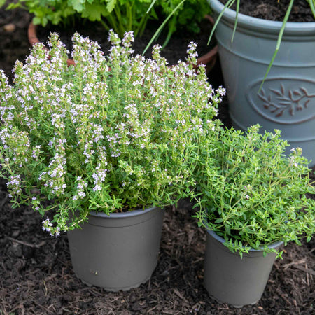 Thyme Vulgaris
