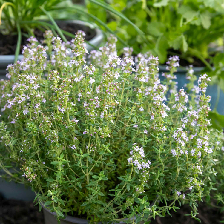 Thyme Vulgaris