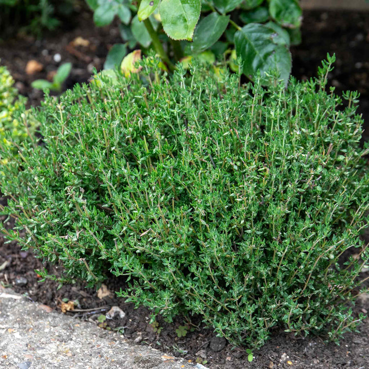 Herb Collection Plant 'Sense-ational'