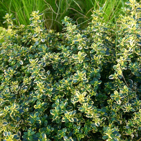 Thyme 'Lemon'