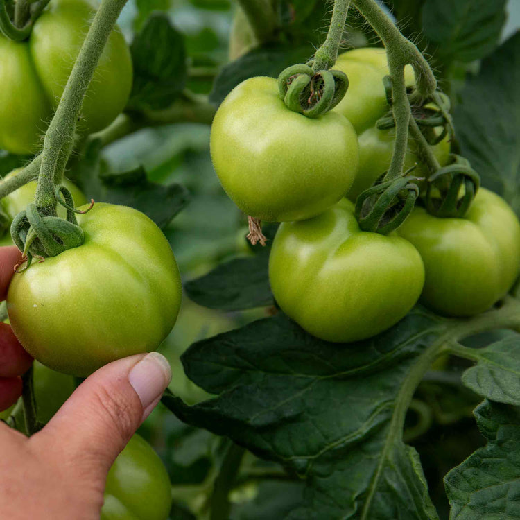 Cordon Tomato 'Alicante'
