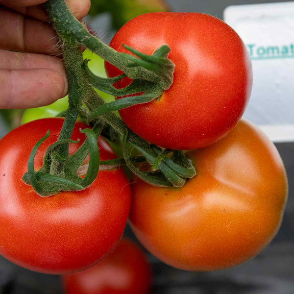 Cordon Tomato Seeds 'Alicante'